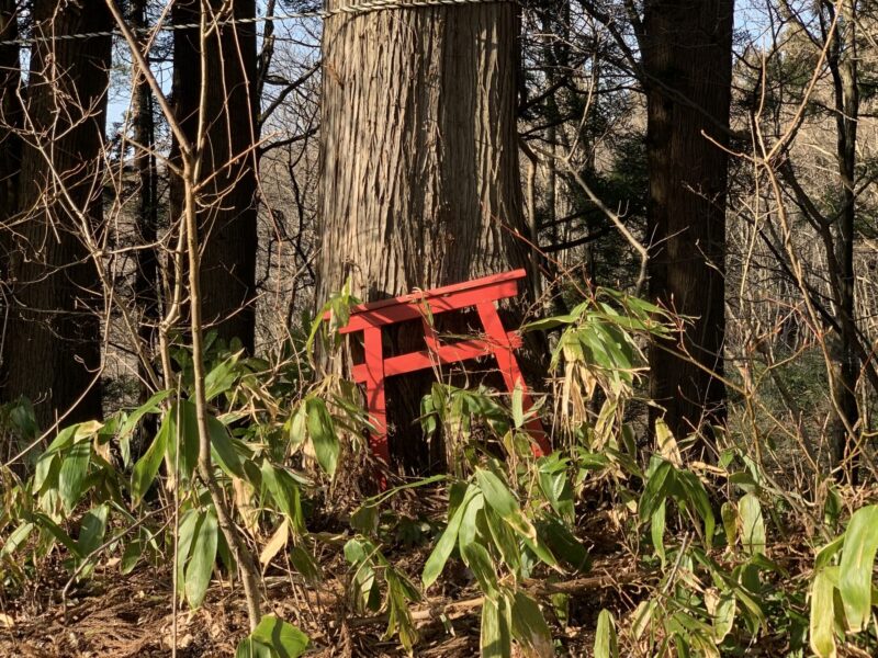 林の中の鳥居